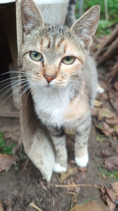 Donez adoptie pisicuta pisici 3 luni