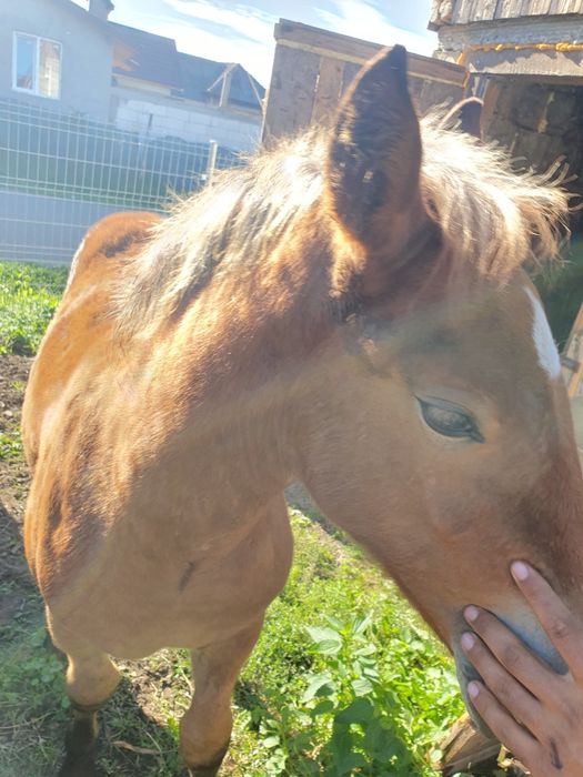 Vând iapa cu manza sau schimb  iapa are  4 ani manza 5 luni