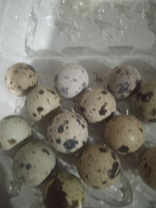 Продам перепелиные инкубационные яйца