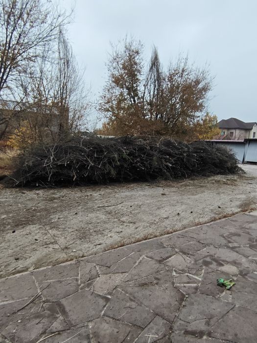 Бесплатно. Деревья сухая самовывоз