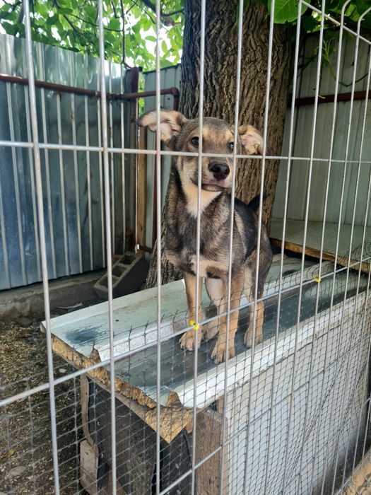 Dau spre adopție
