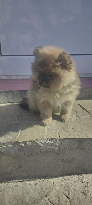 Померан мини шпиц