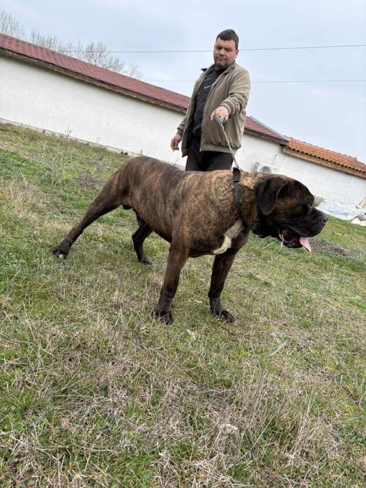 Мъжко тигрово кане корсо 450лв