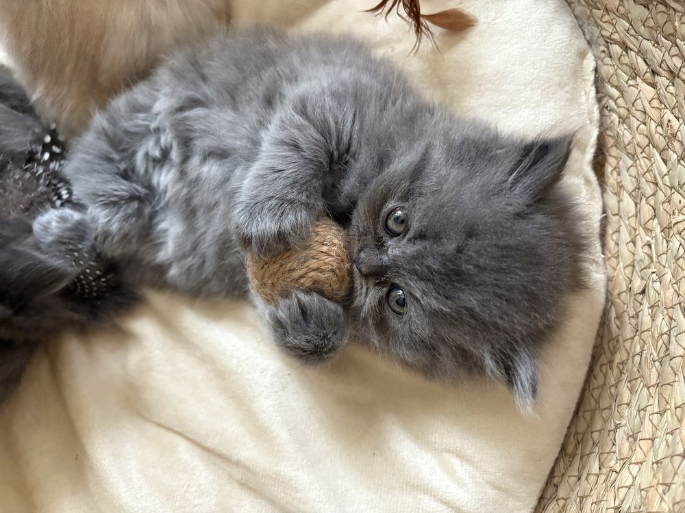 Персийски котета