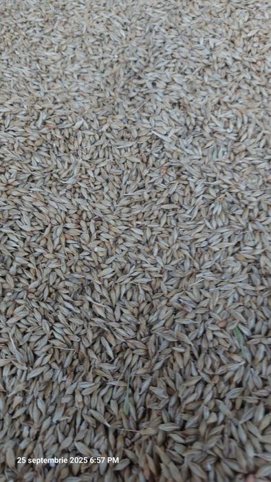 Orz samanta Cardinal c1