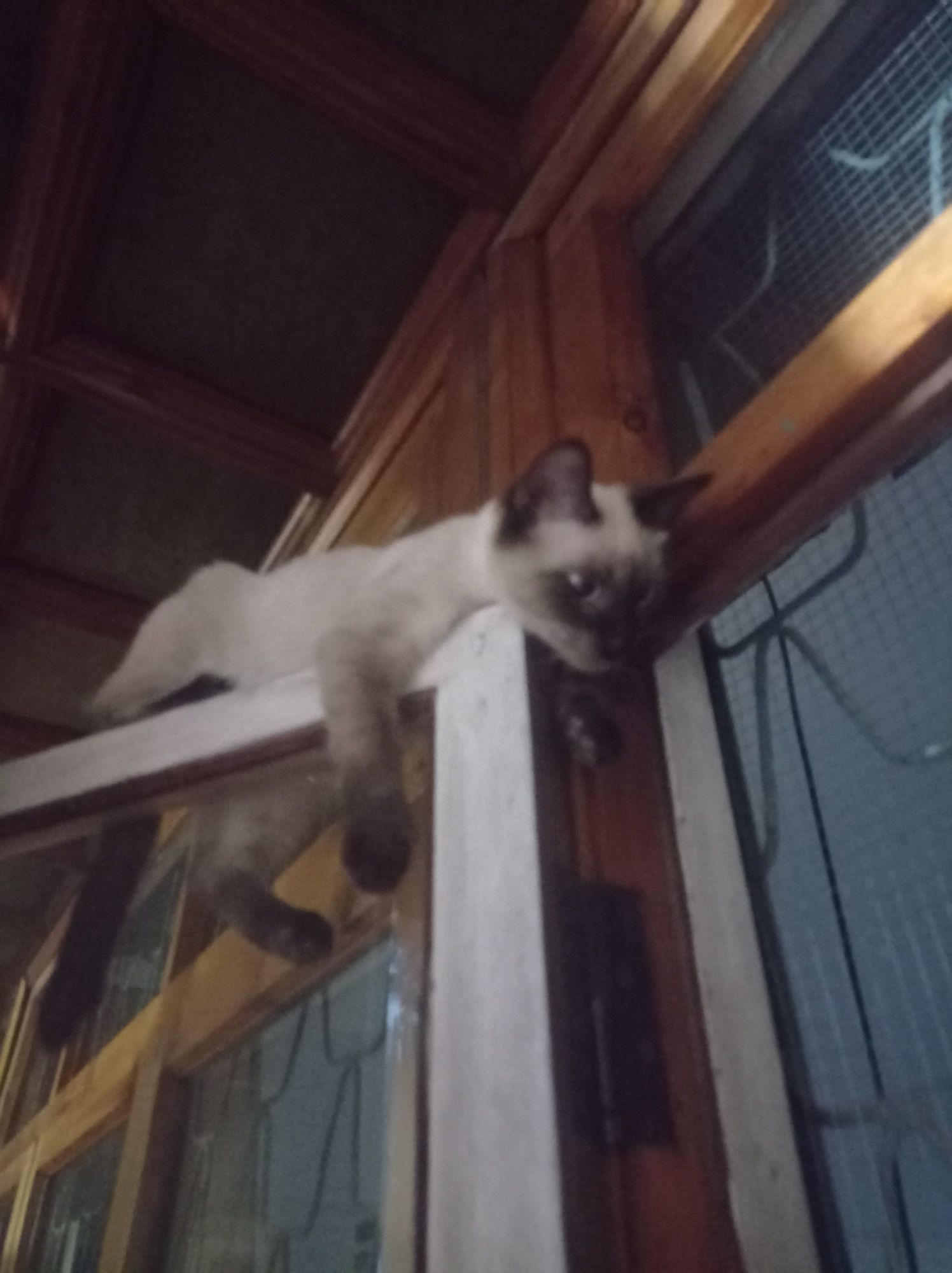 Сиамская кошка ..