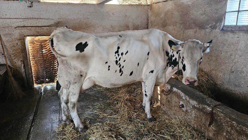 Vaca de lapte baltate si holstein