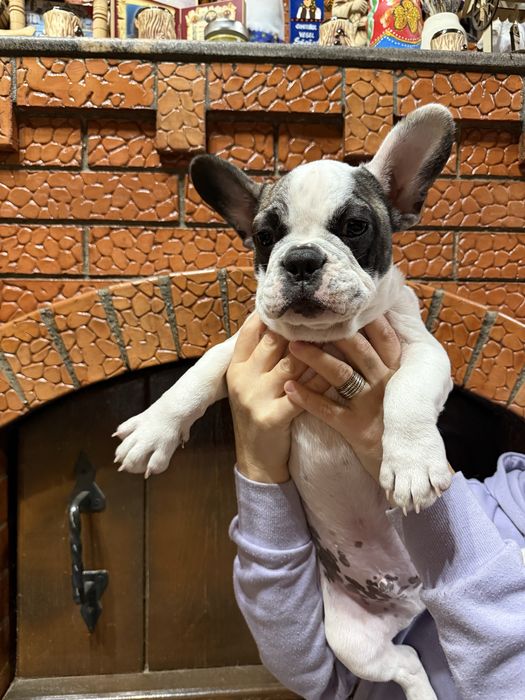 Bulldog Francez 3 luni