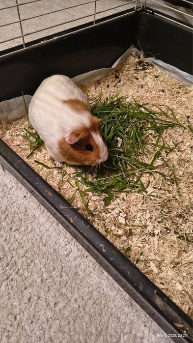 Capibare donatie