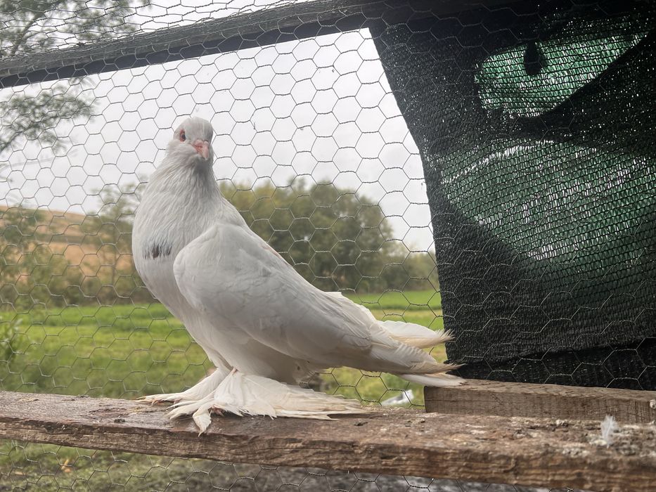 Vand porumbei incaltati tapalagosi