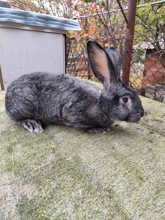 Продавам зайци и заешко месо