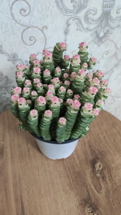 Комнатные растения Алматы