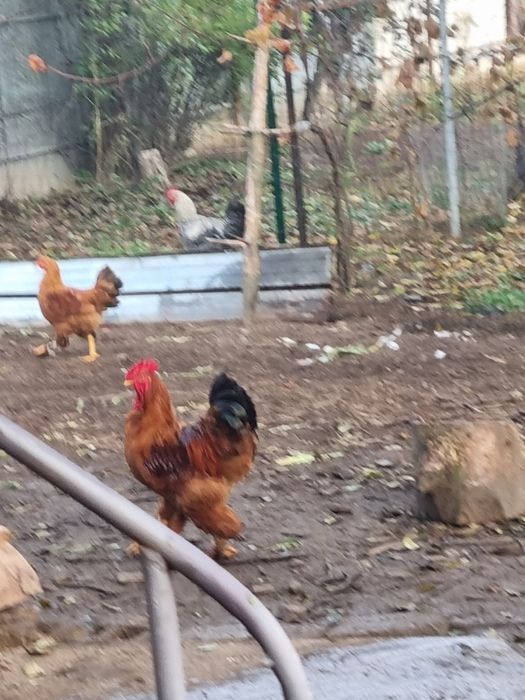 Porumbei voiajori si cocoși brahna