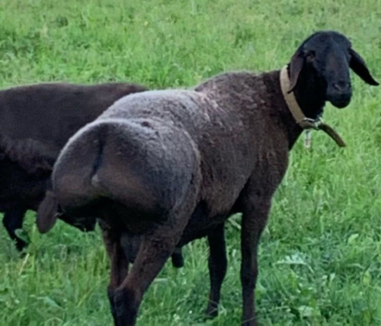 Срочно продаю кучкара порода гиссар