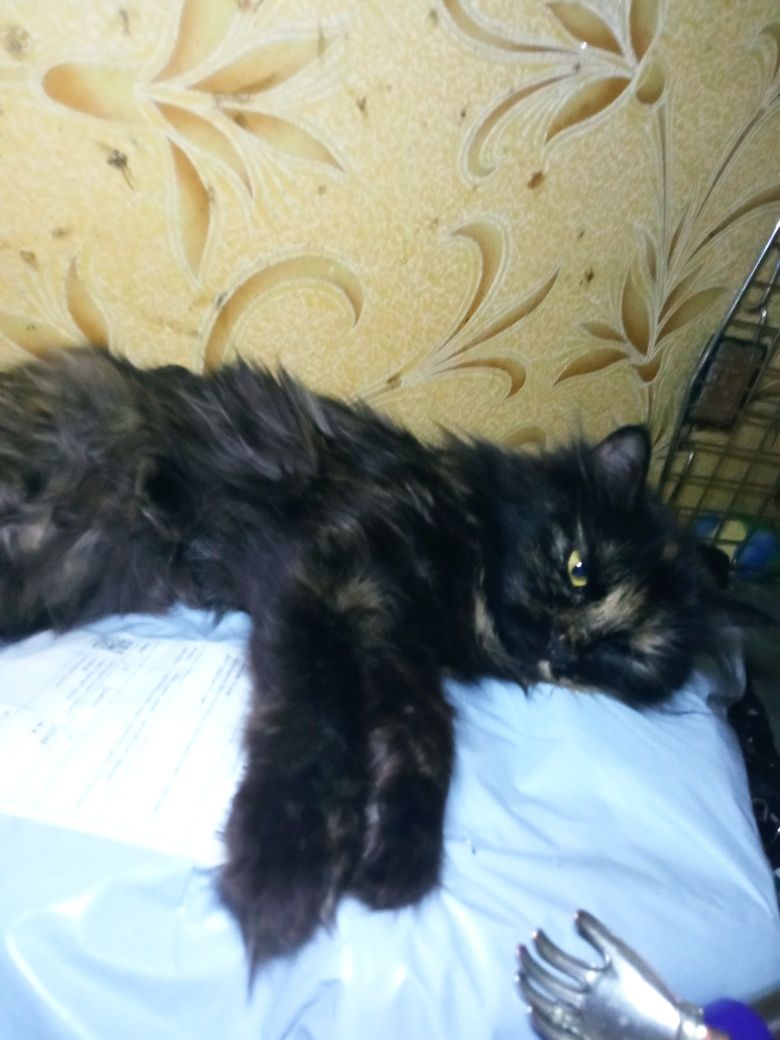 Отдам даром кошку.