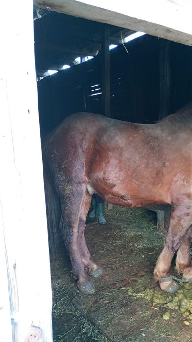 Se vinde mânz (armăsar )de doi ani și jumătate .