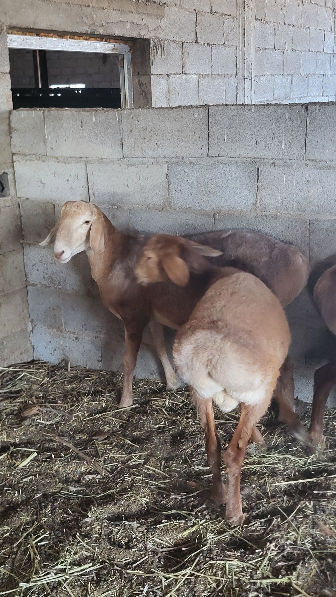 Продам 4 голов Арашан