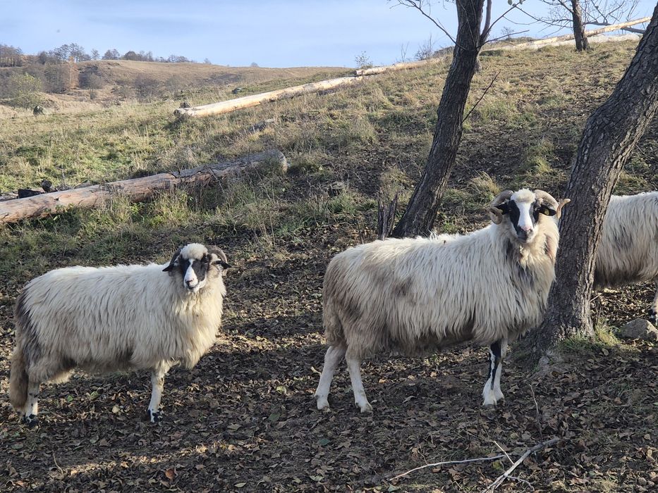 Vand 14 oi și un berbec  , doar una este la a 4 fatare .