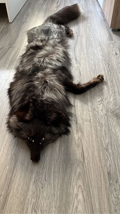 Haina de blana vulpe polara- VINTAGE/LUX/DEOSEBITA