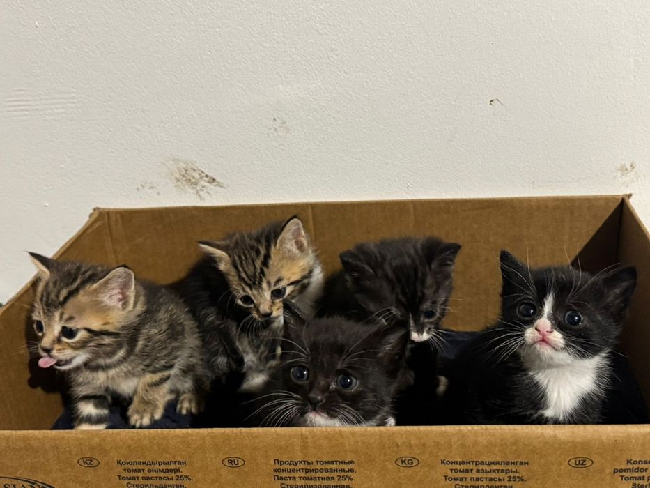 Отдам прелестных котят в добрые руки