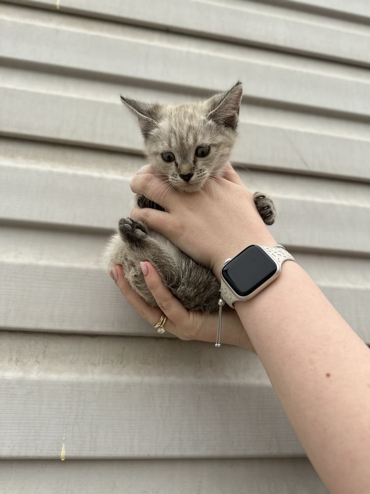 Котенок в добрые руки