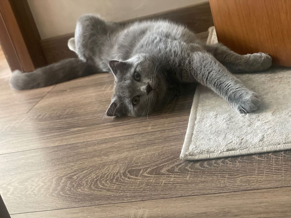 Вязкага. Сотилмиди! Для вязки. Не продается!