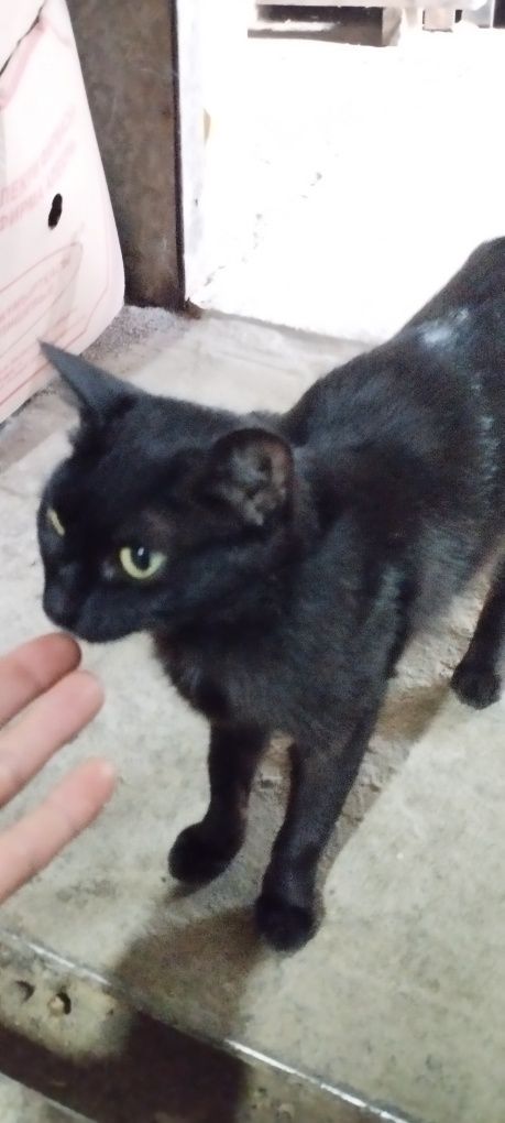 Кошечке нужен дом