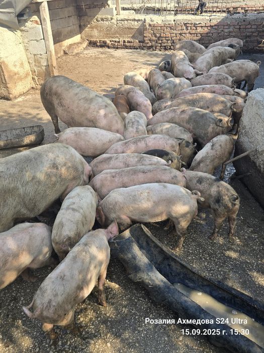 Продавам прасенца и прасета