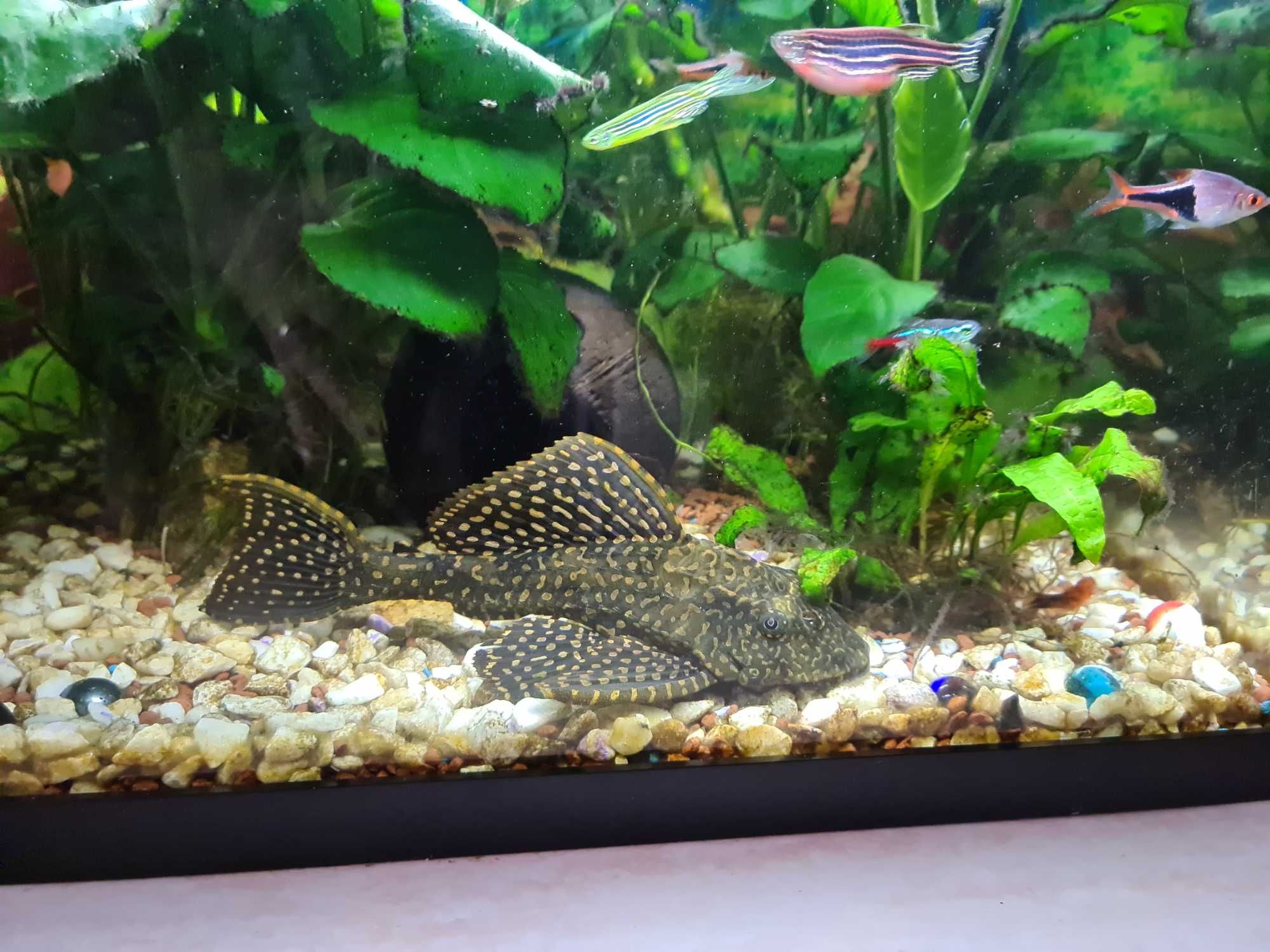 Plante acvariu Anubias