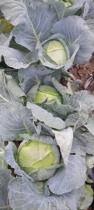 Varza pentru tocat, murat