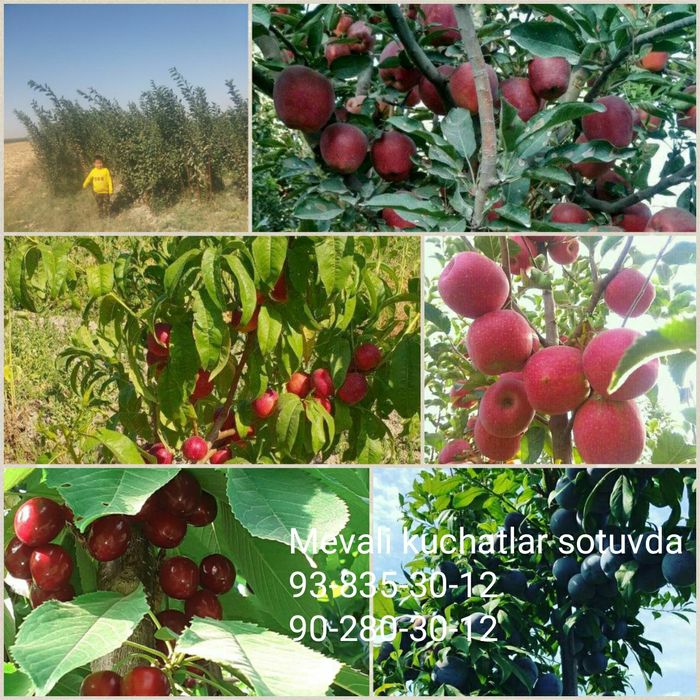 Mevali kuchatlar 100% garantiyali  fermer xujaligida