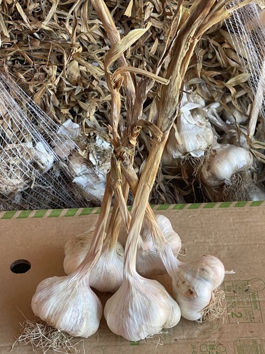 Usturoi pentru plantat si consum