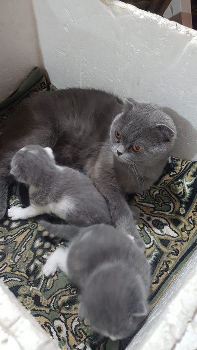 Вислоухие котята