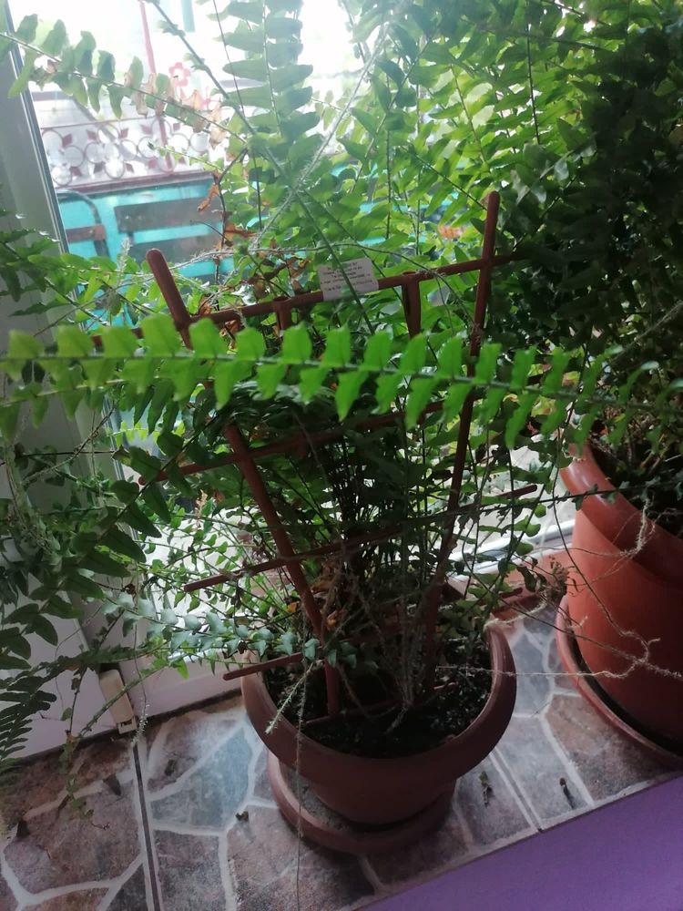 Diferite plante in ghiveci pentru gradina