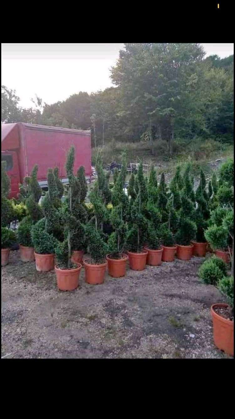 Pentru o gradina de vis cu plante ornamentale