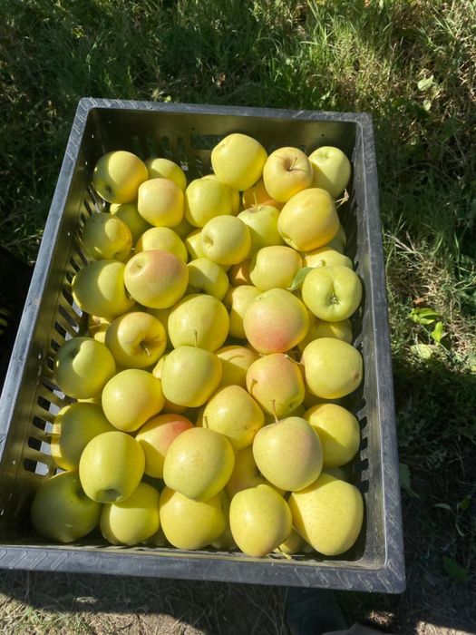 Золотые яблоки в холодильнике