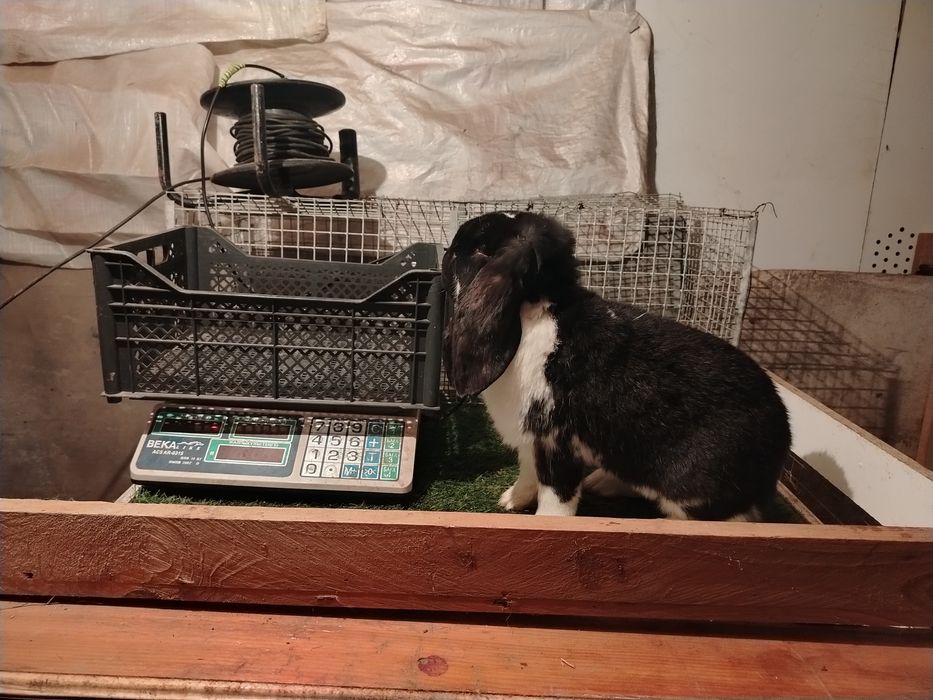 здравствуйте продам крола