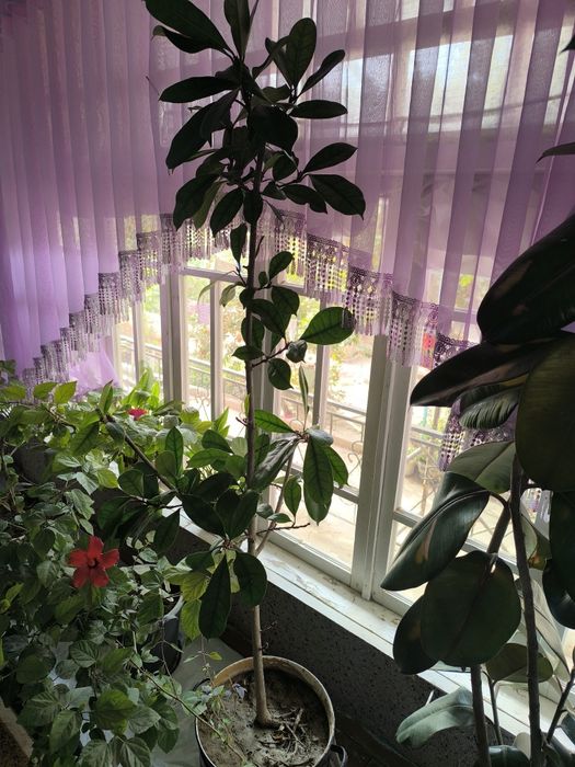 Фикус кора Шахзода китайский роза гуллари