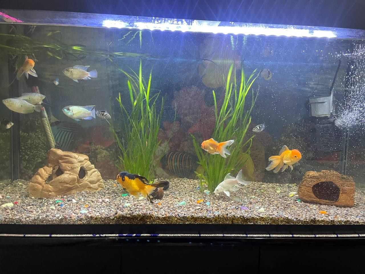 Akvarium sotiladi