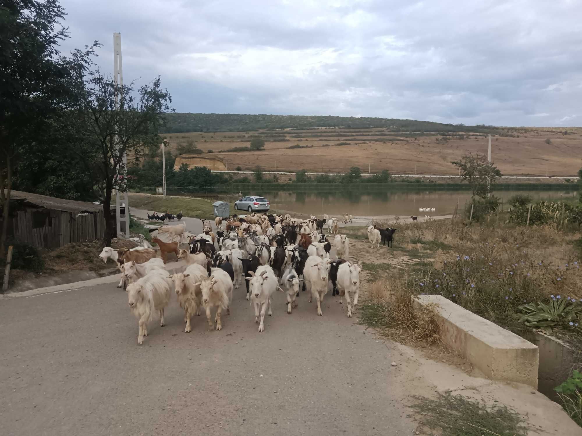 Vand 40 de capre cu lapte