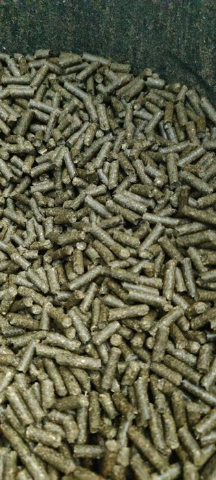 Granule  lucerna