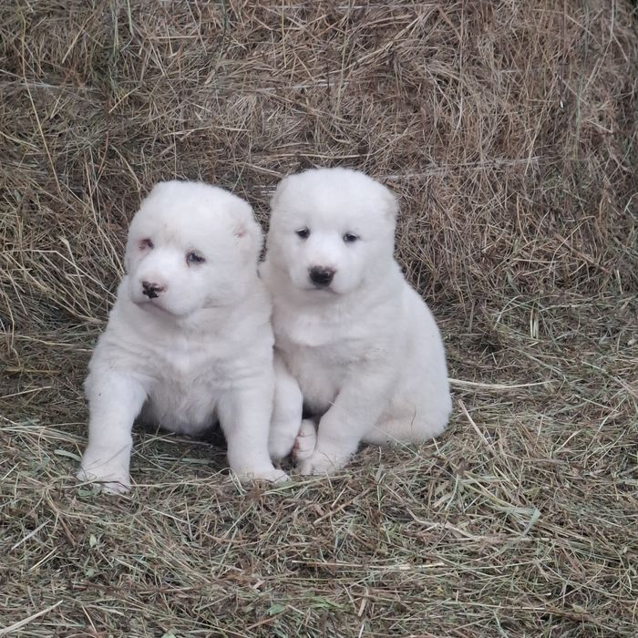 Продам щенков Алабая