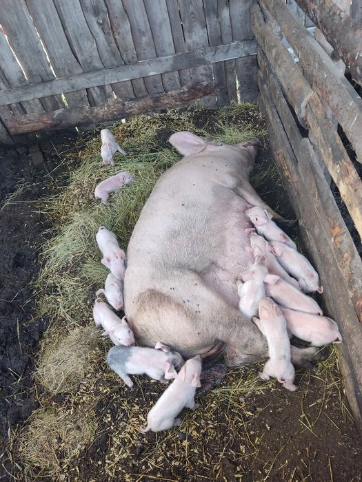 Продам свиноматку можно на развод можно на мясо