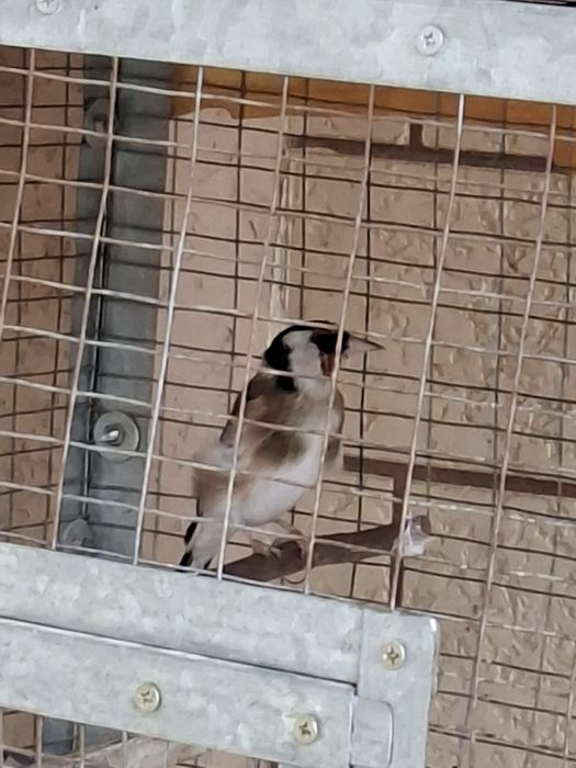 Срочно продаётся Щегол