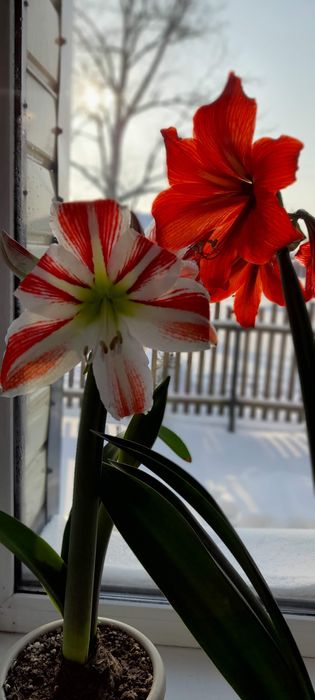 Продам цветы. Гиппеаструм