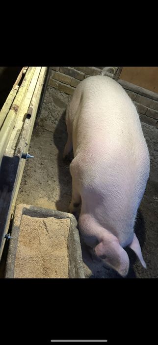 Прасе 180 кг 6.00лв. Женско