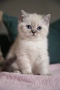 Котята Скоттиш Страйт Фолд