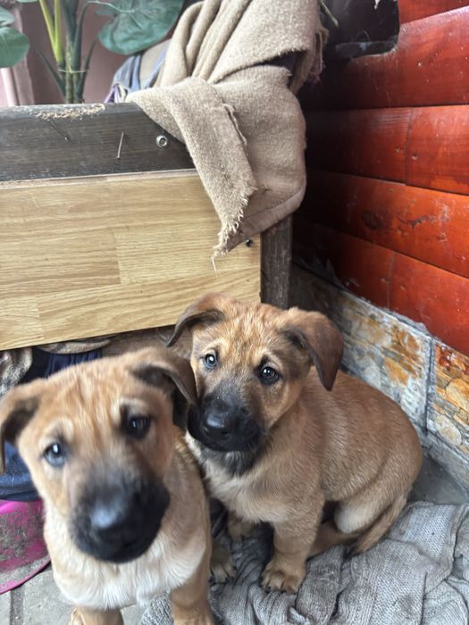 2 pui de caine talie mare baieti