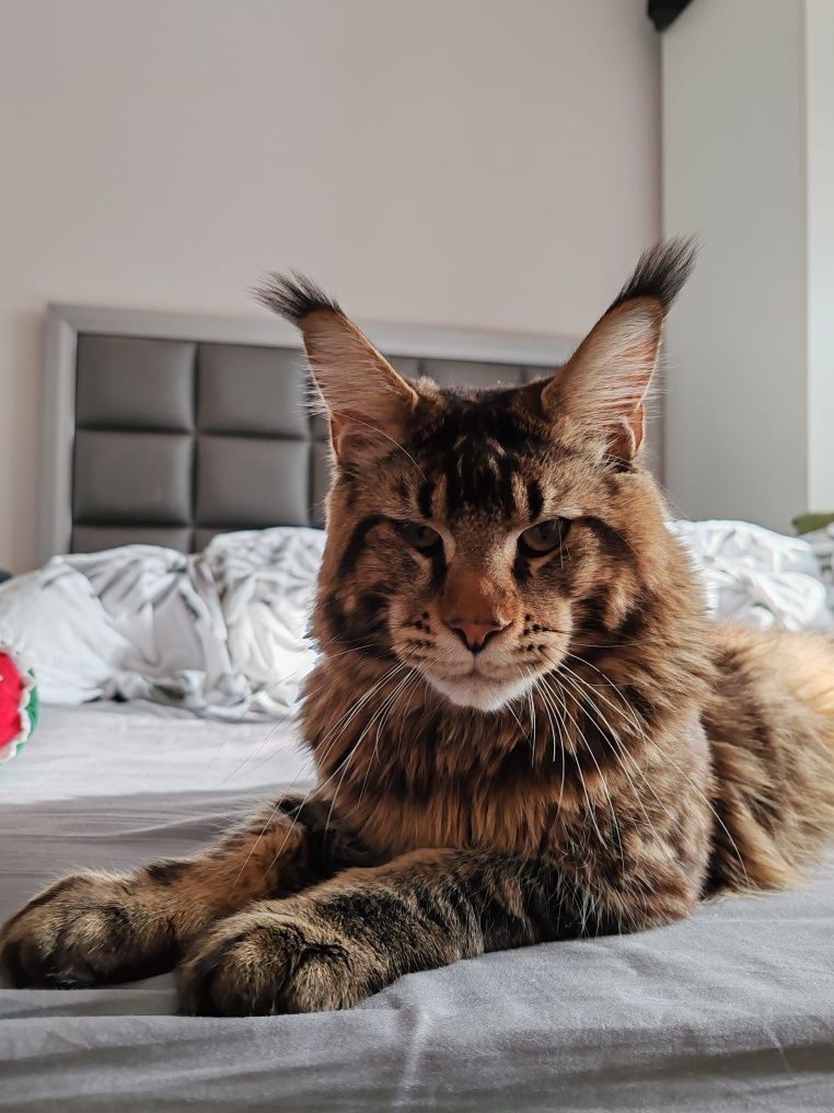 Motan MaineCoon cu pedigree