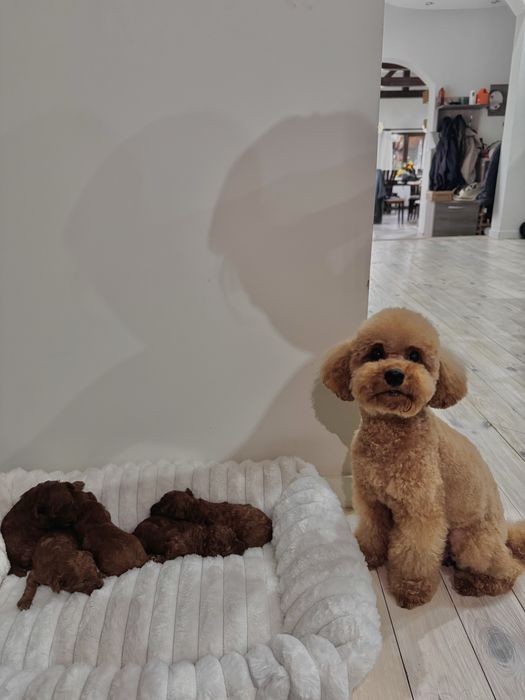 Той пудели/ Toy poodle